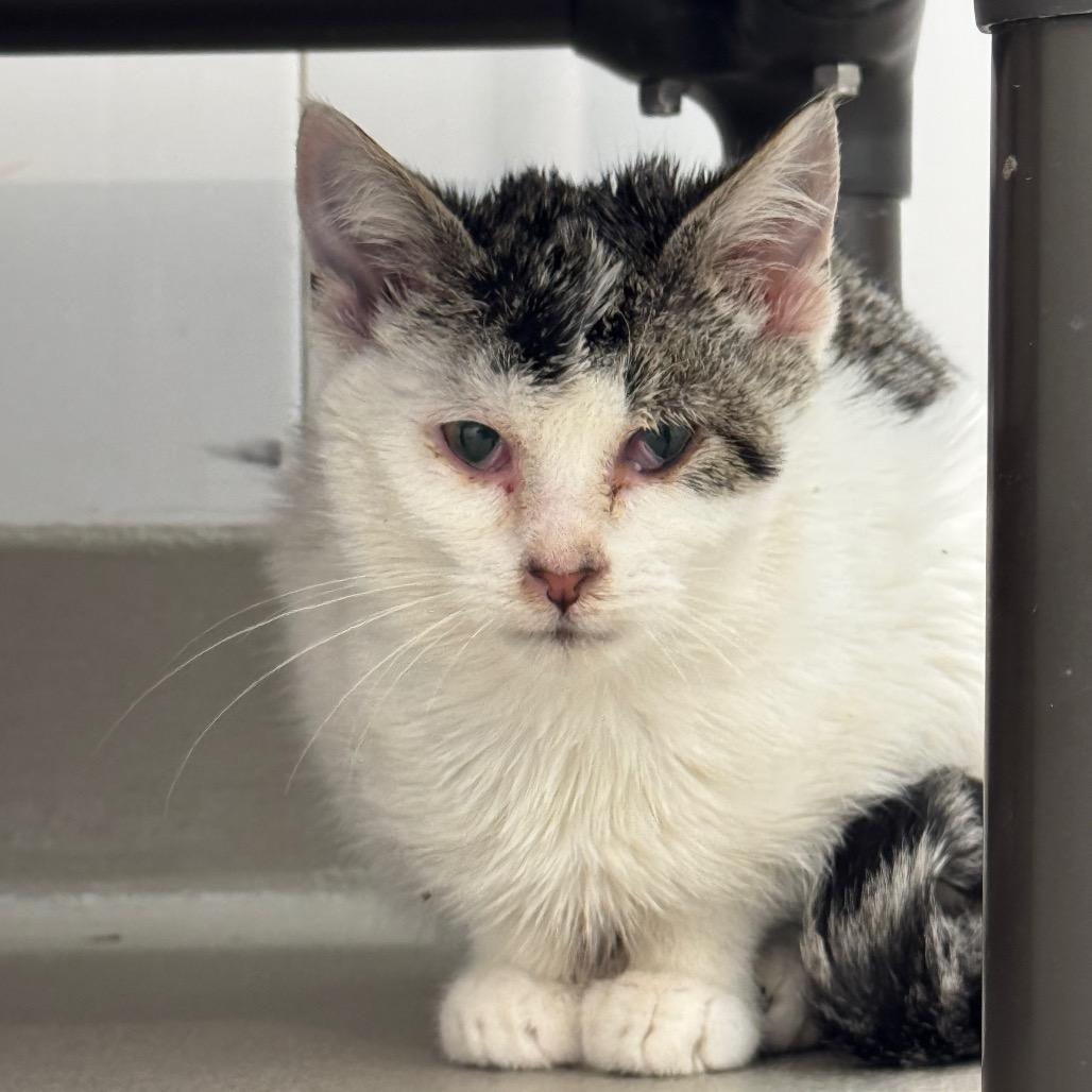 Enlarge Chip, a Adoptable Domestic Short Hair in Redwood Falls, MN image 1/1