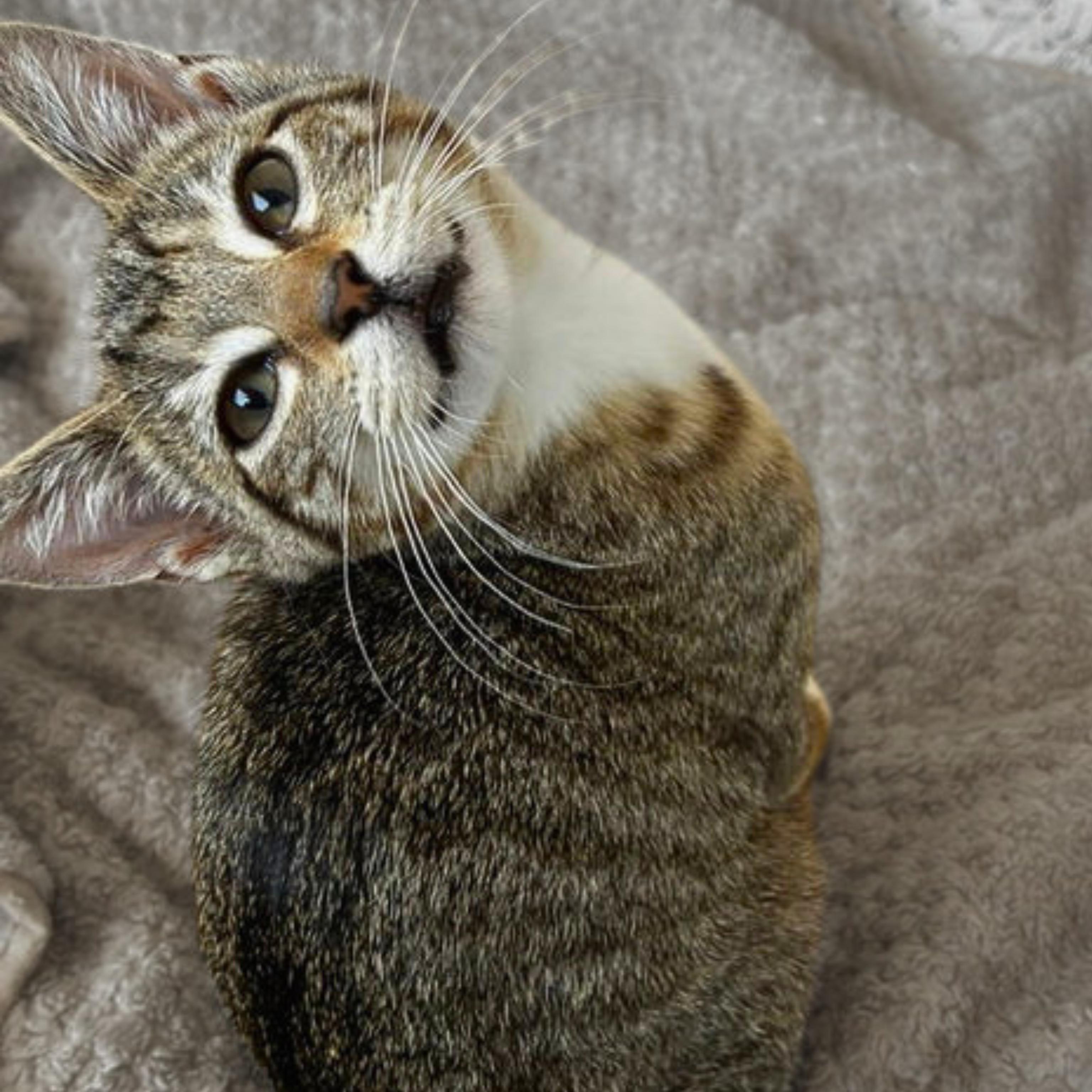 Enlarge Artemis [and Griffin], a Adopted mixed breed in Santa Fe, NM image 2/4