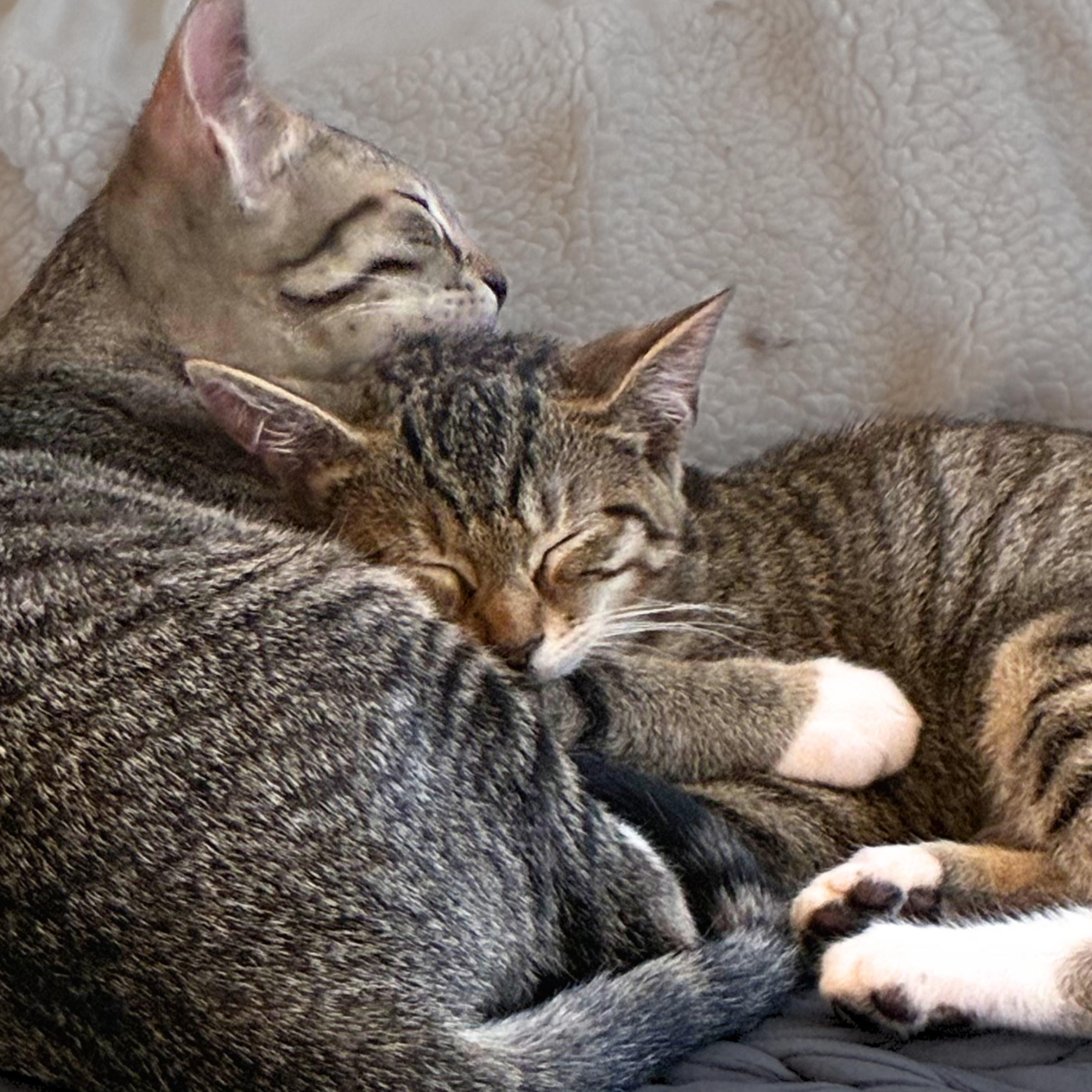 Enlarge Artemis [and Griffin], a Adopted mixed breed in Santa Fe, NM image 3/4