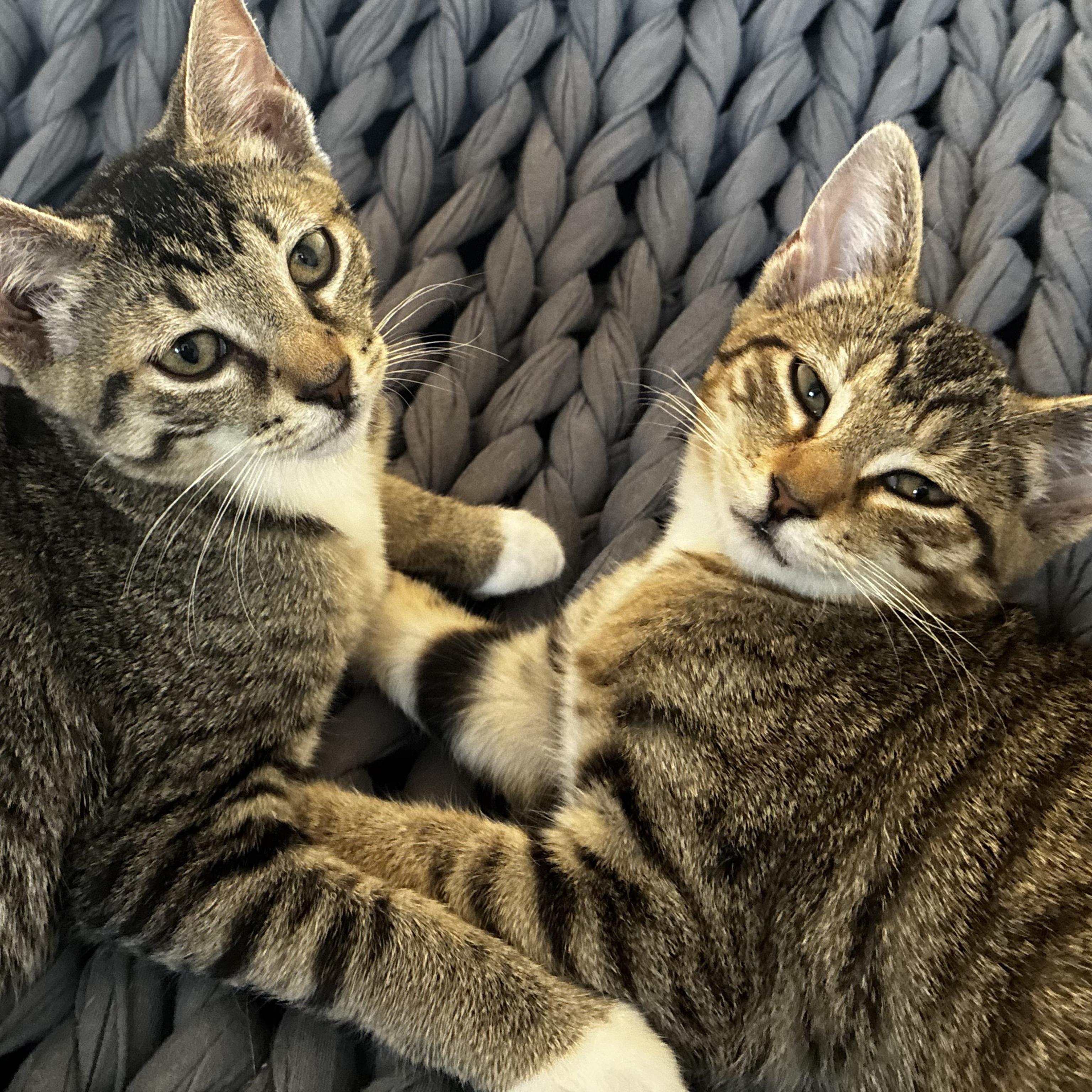 Enlarge Artemis [and Griffin], a Adopted mixed breed in Santa Fe, NM image 4/4