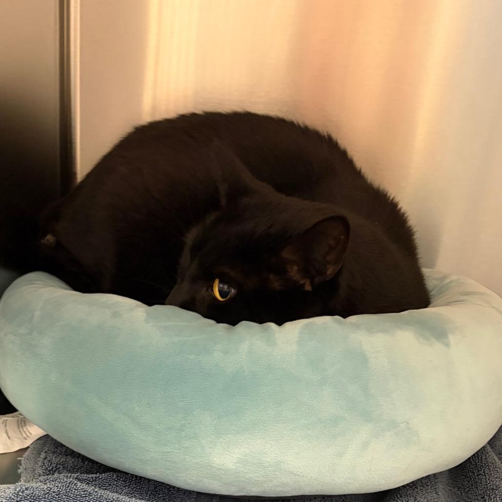 Luke, Adoptable, Adult Male Domestic Short Hair.