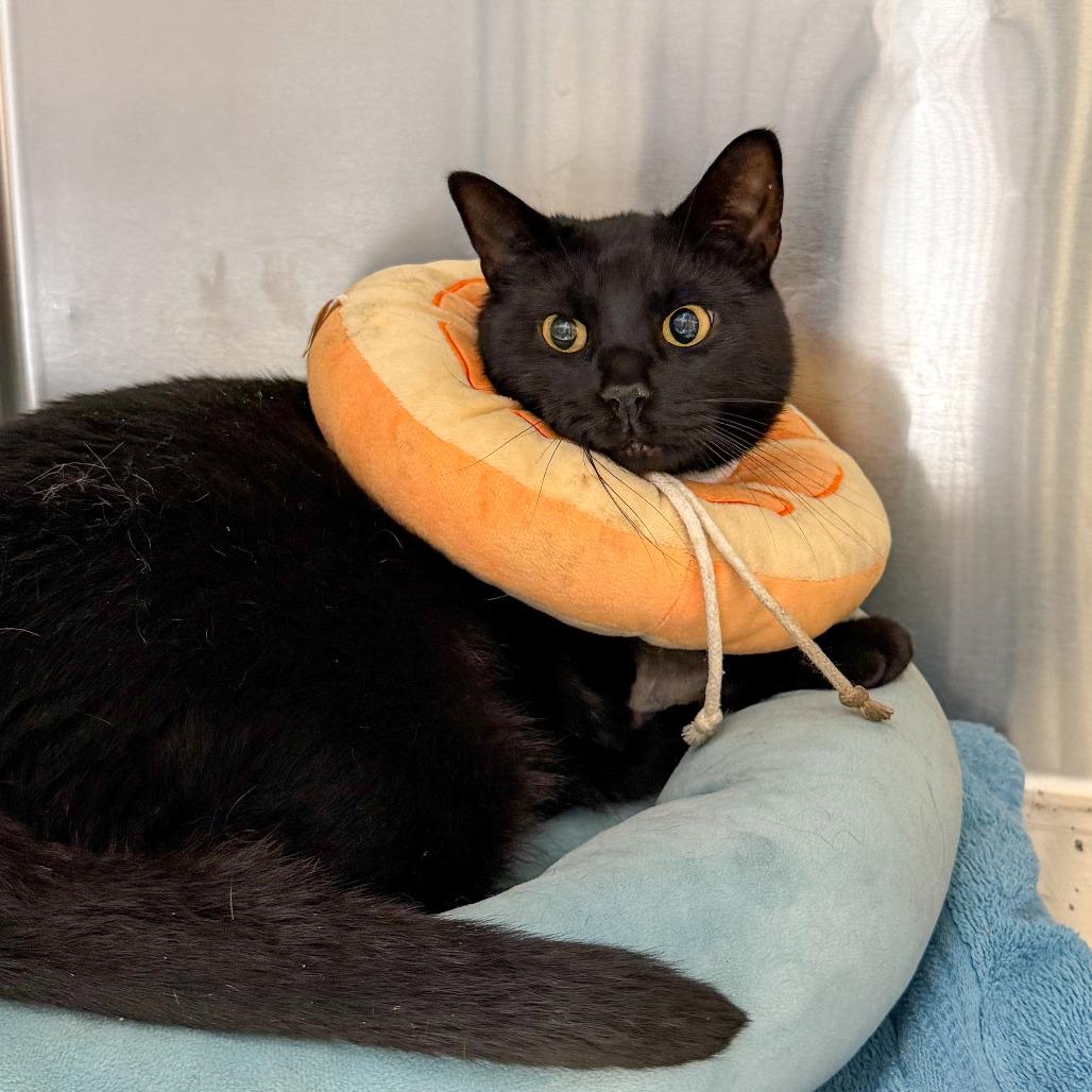 Enlarge Luke, a Adoptable Domestic Short Hair in Scituate, MA image 2/4