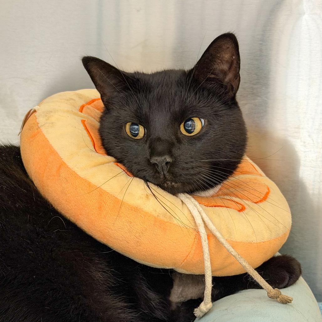Enlarge Luke, a Adoptable Domestic Short Hair in Scituate, MA image 3/4