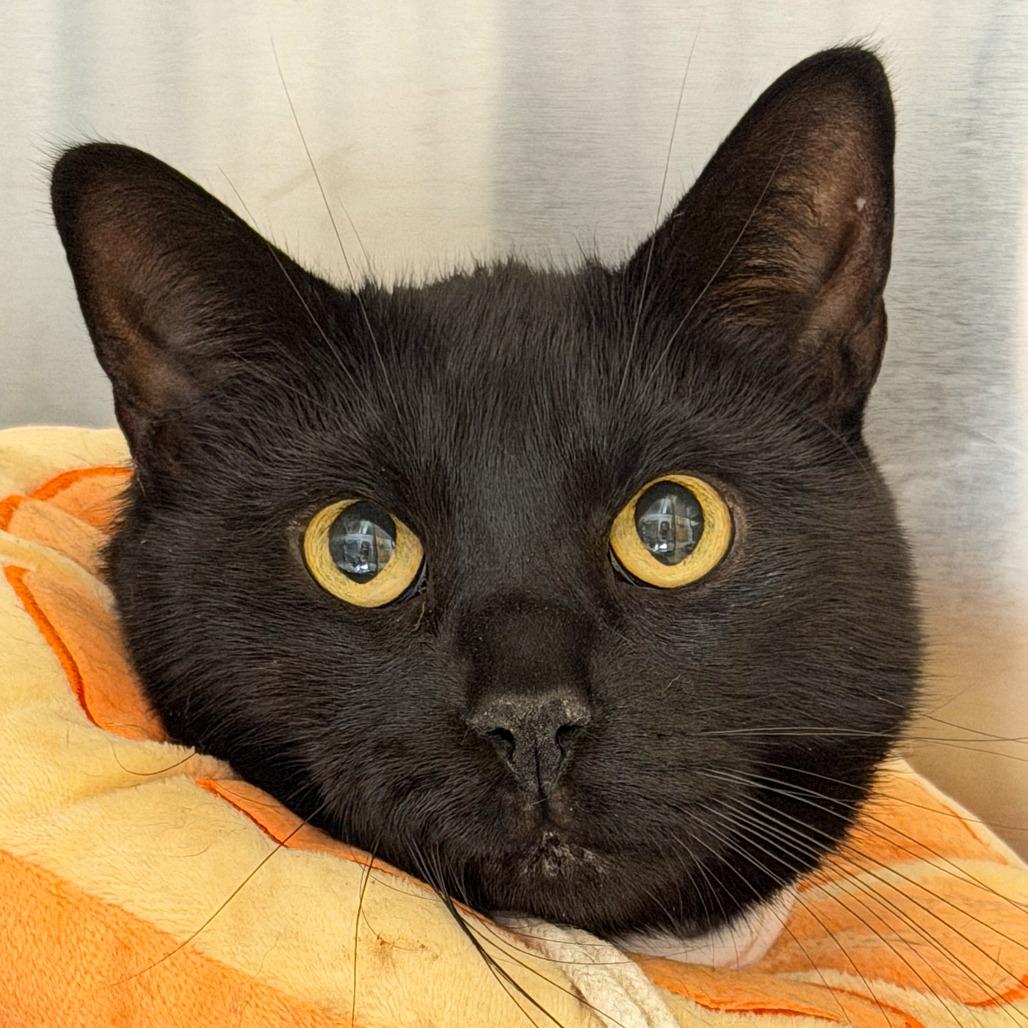 Enlarge Luke, a Adoptable Domestic Short Hair in Scituate, MA image 4/4
