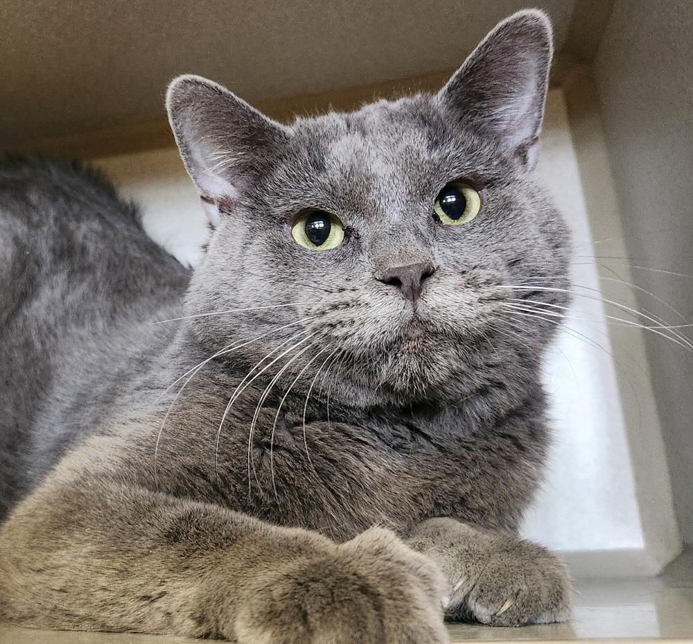 Enlarge Vibrant, a Adoptable Domestic Short Hair in Mason City, IA image 1/2