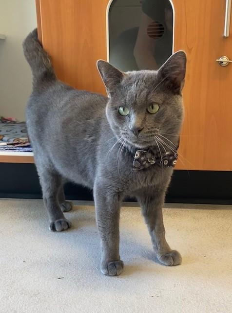 Vibrant, Adoptable, Adult Male Domestic Short Hair.