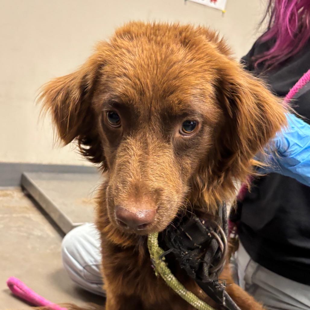 Enlarge Abraham, a Adoptable mixed breed in Yuma, AZ image 1/1
