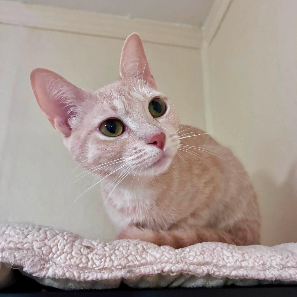 Maple, Adoptable, Young Female Domestic Short Hair.