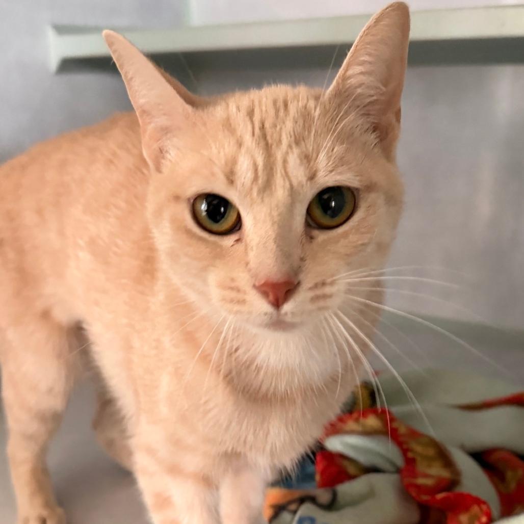 Maple, a Adoptable Domestic Short Hair in Richland, MI image 2/4