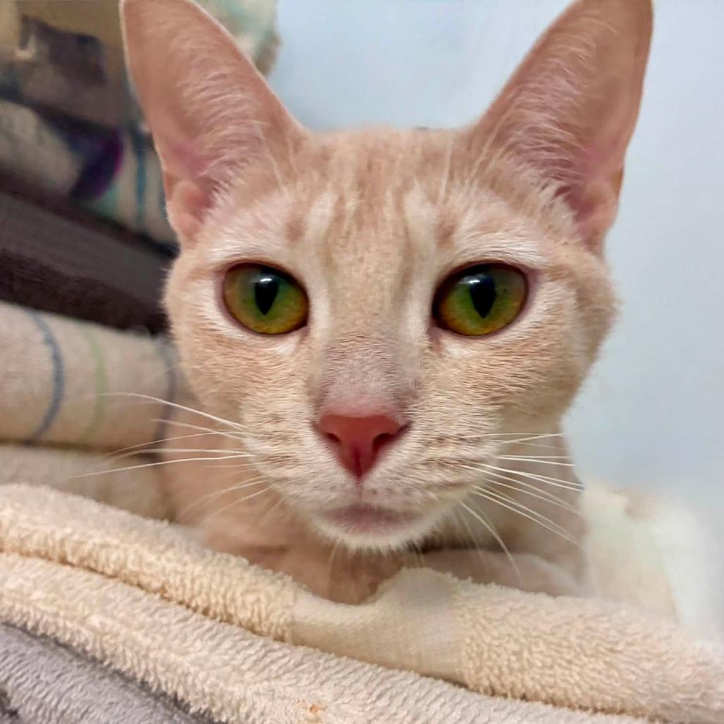 Maple, a Adoptable Domestic Short Hair in Richland, MI image 2/3