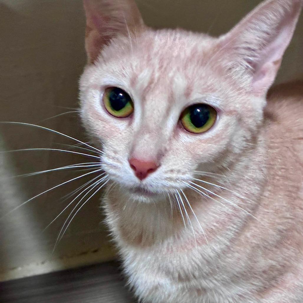Maple, a Adoptable Domestic Short Hair in Richland, MI image 3/3