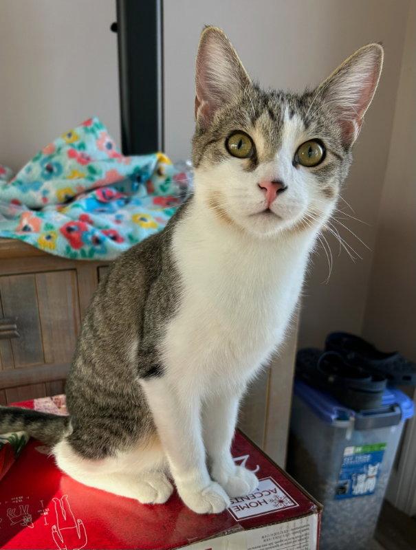 Enlarge Alex, a Adoptable Domestic Short Hair in Gonic, NH image 1/3