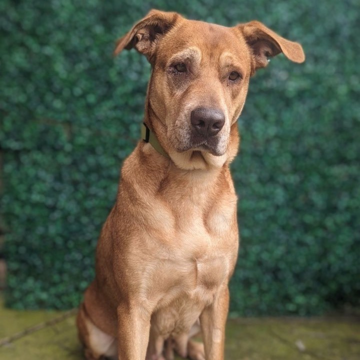 Addie, an adopted Shar-Pei in Portland, OR_image-1