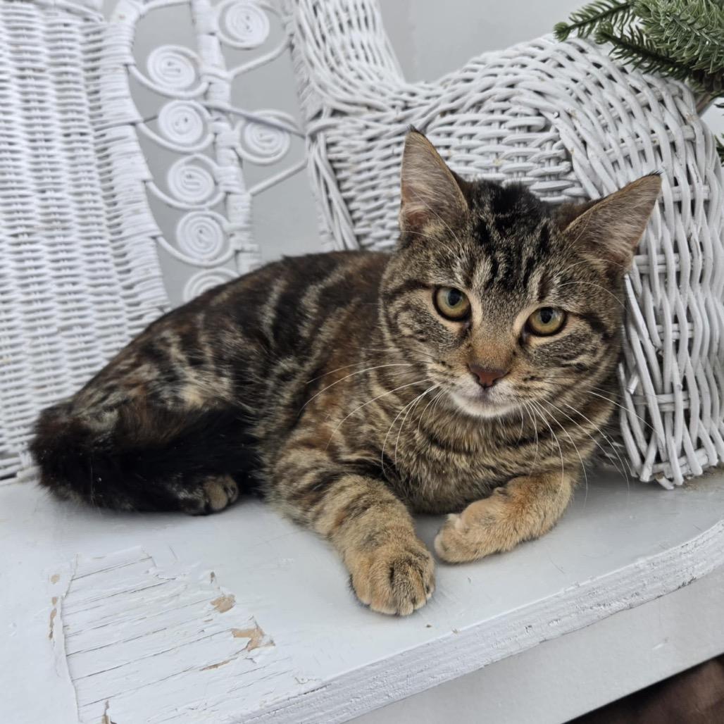 Enlarge Brownstone 55648, a Adoptable Domestic Short Hair in Eaton Rapids, MI image 4/6