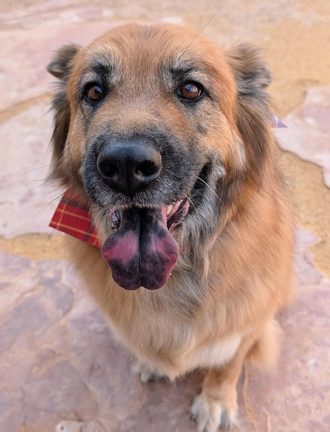 WILLOW, ADOPTABLE, Adult Female Shepherd & Chow Chow.
