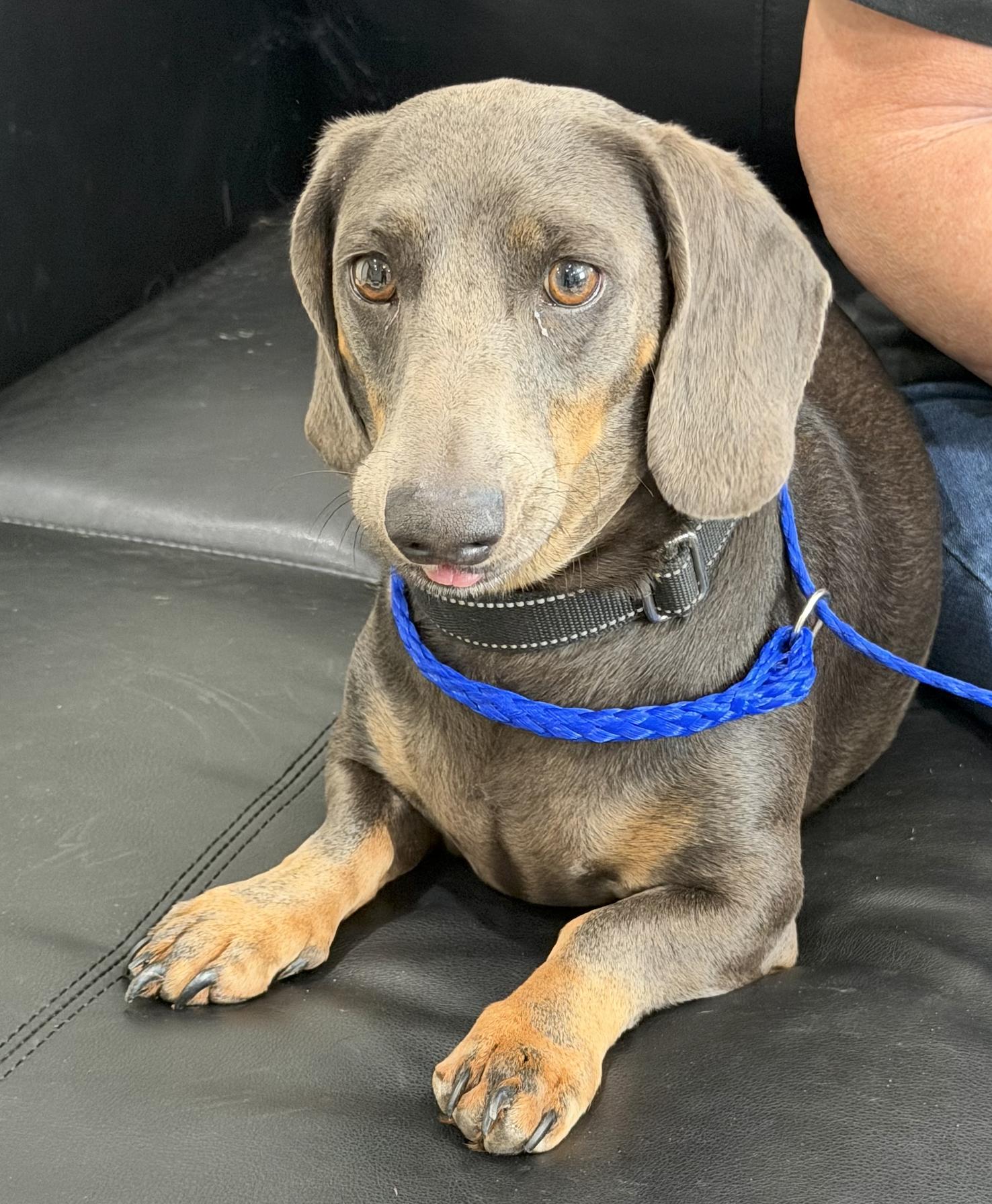 Oscar, Adoptable, Adult Male Dachshund.