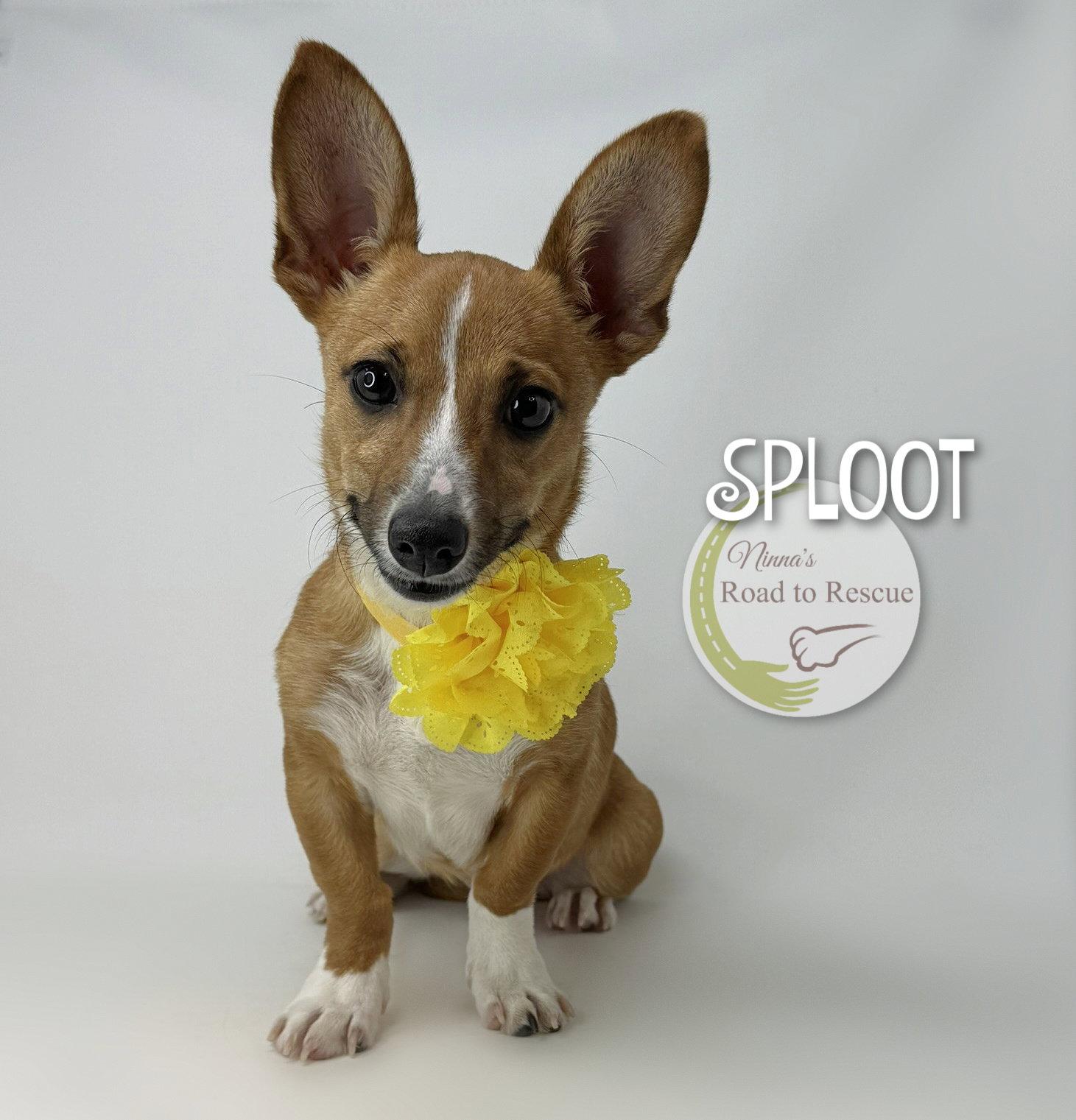 Sploot, Adopted, Puppy Female Corgi.