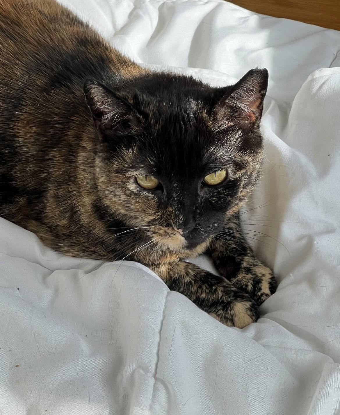 Enlarge Maple, a Adoptable Domestic Short Hair in Brooklyn, NY image 1/3