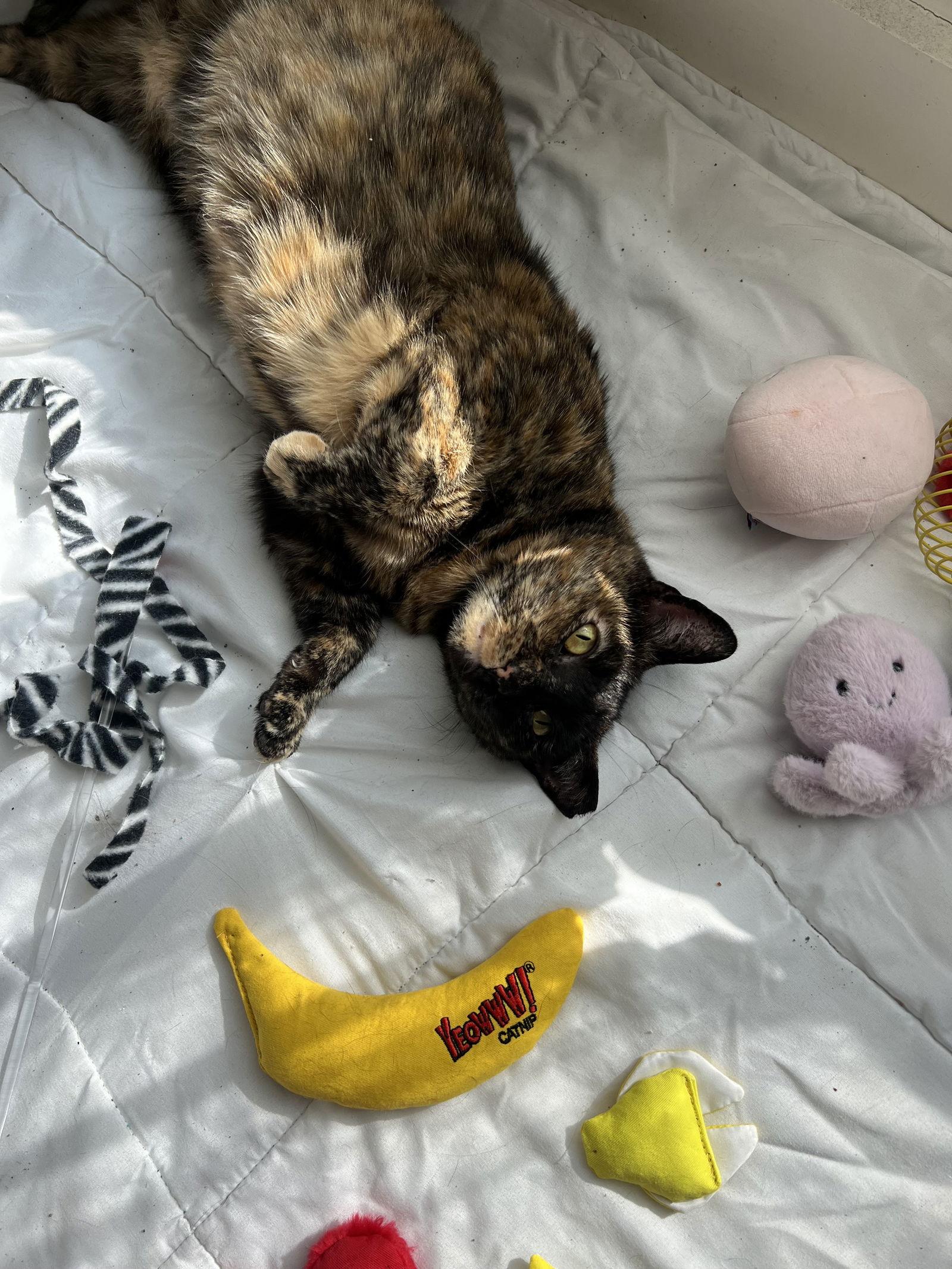 Enlarge Maple, a Adoptable Domestic Short Hair in Brooklyn, NY image 2/3