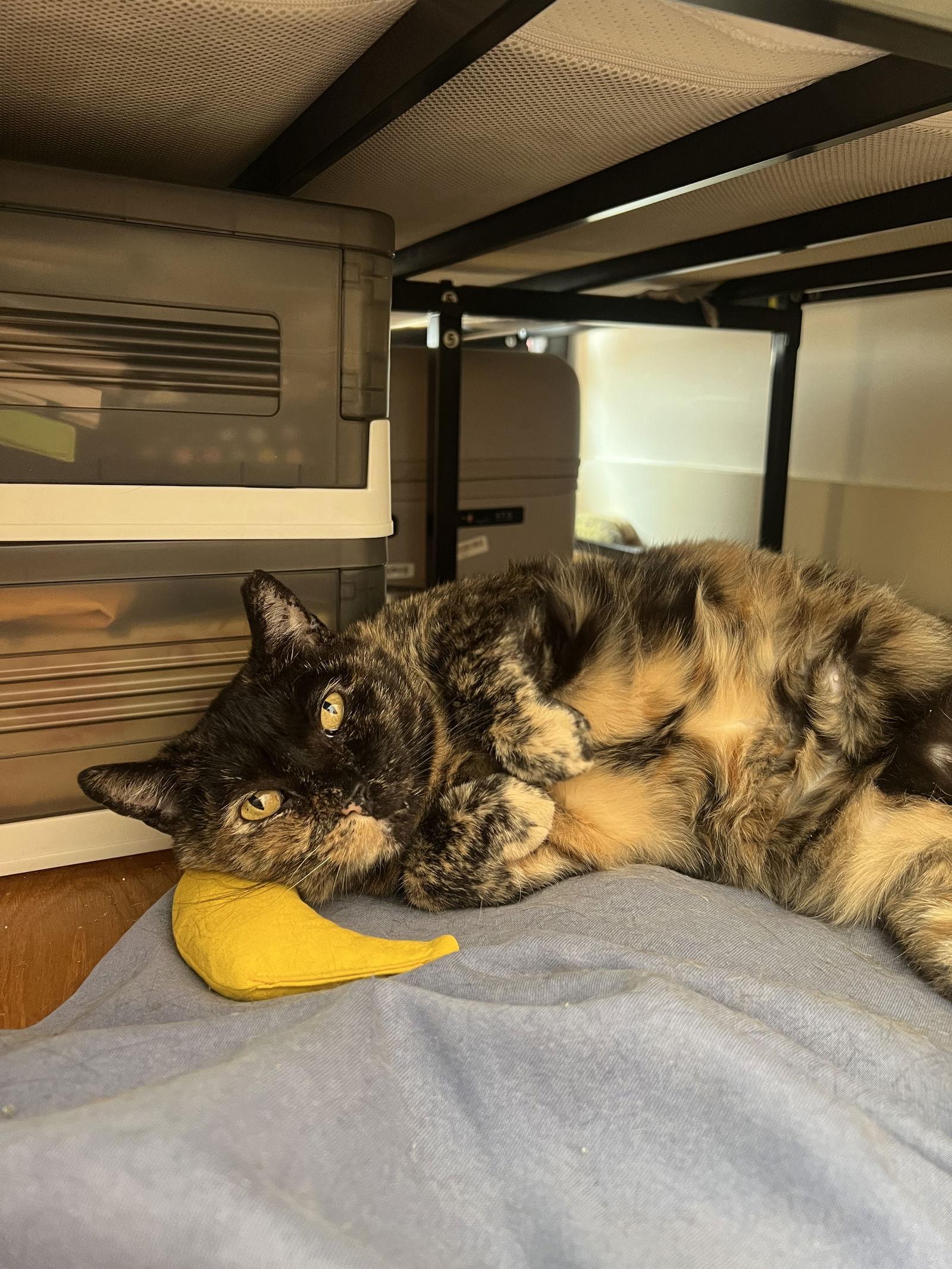 Enlarge Maple, a Adoptable Domestic Short Hair in Brooklyn, NY image 3/3