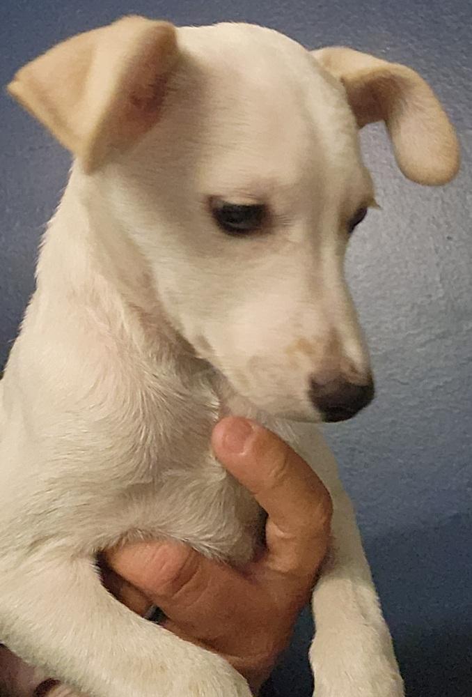 332-25 Max (red collar), Adoptable, Puppy Male Mixed Breed.