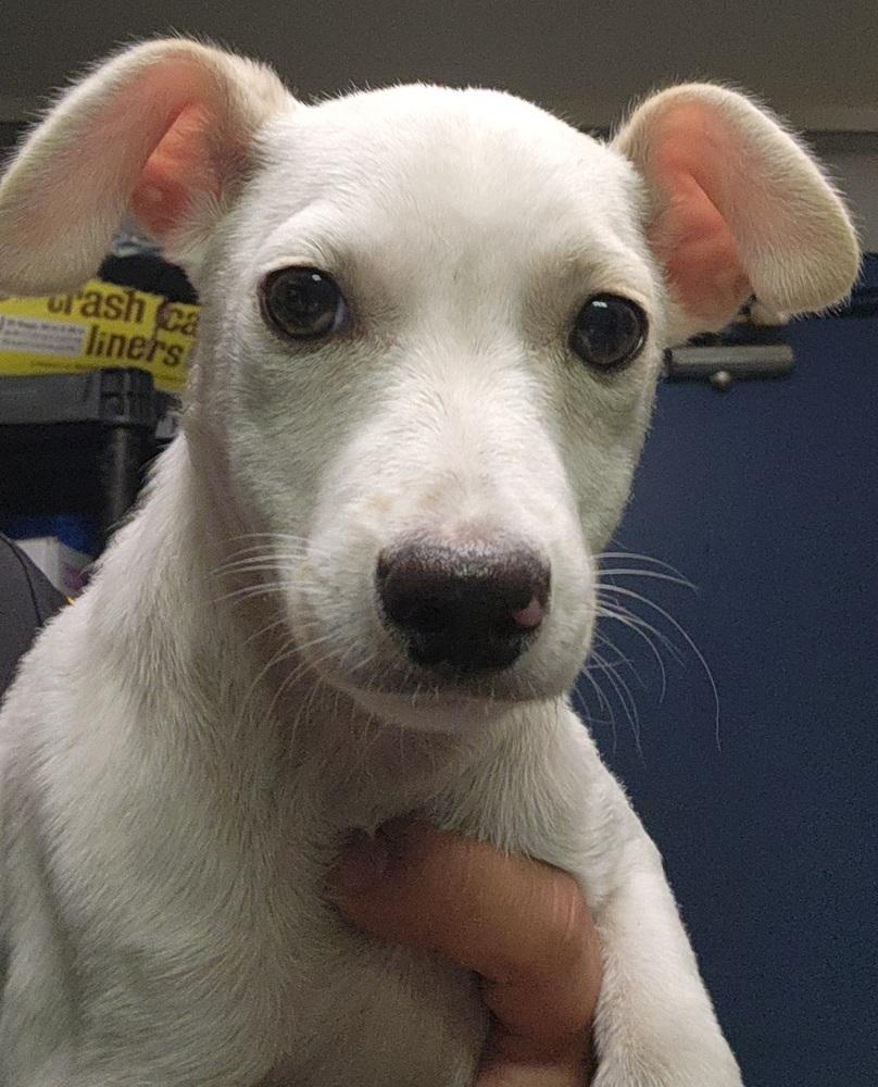 332-25 Max (red collar), a Adoptable Mixed Breed in Cambridge, OH image 2/2