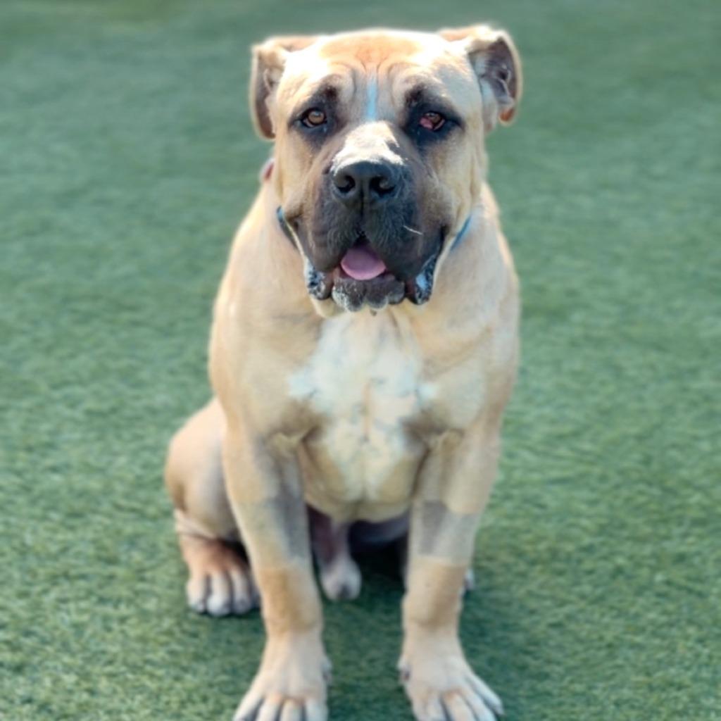 Enlarge Rufus, a Adoptable Mastiff in Logan, UT image 1/2