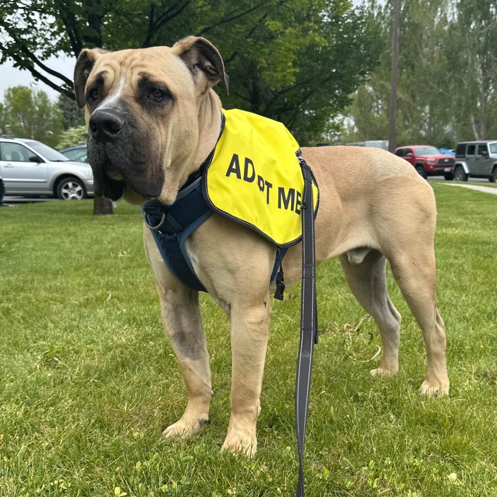 Enlarge Rufus, a Adoptable Mastiff in Logan, UT image 2/4