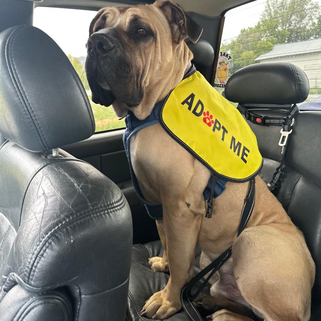 Enlarge Rufus, a Adoptable Mastiff in Logan, UT image 3/4