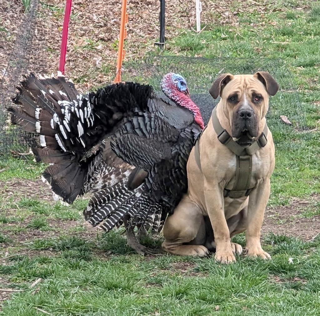 Enlarge Rufus, a Adoptable Mastiff in Logan, UT image 2/2