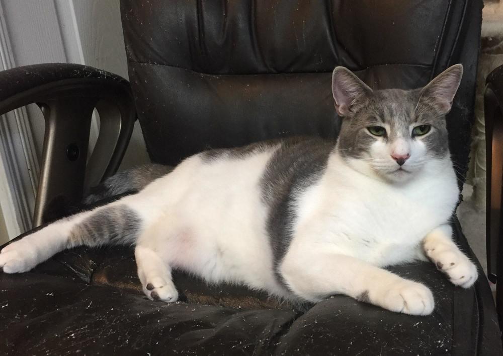 Tucker, Adoptable, Adult Male Domestic Short Hair.
