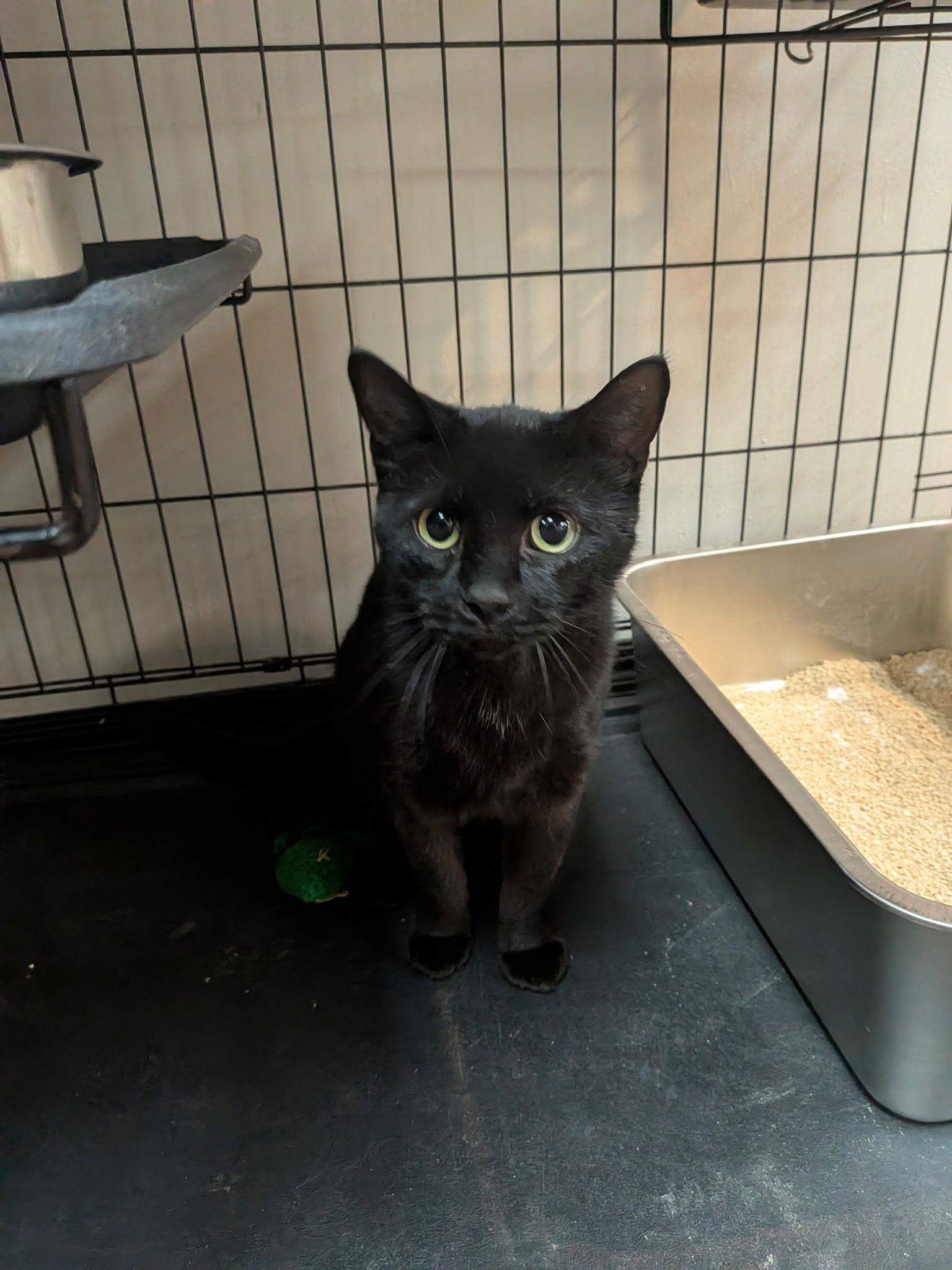 Lucille, Adoptable, Adult Female Domestic Short Hair.