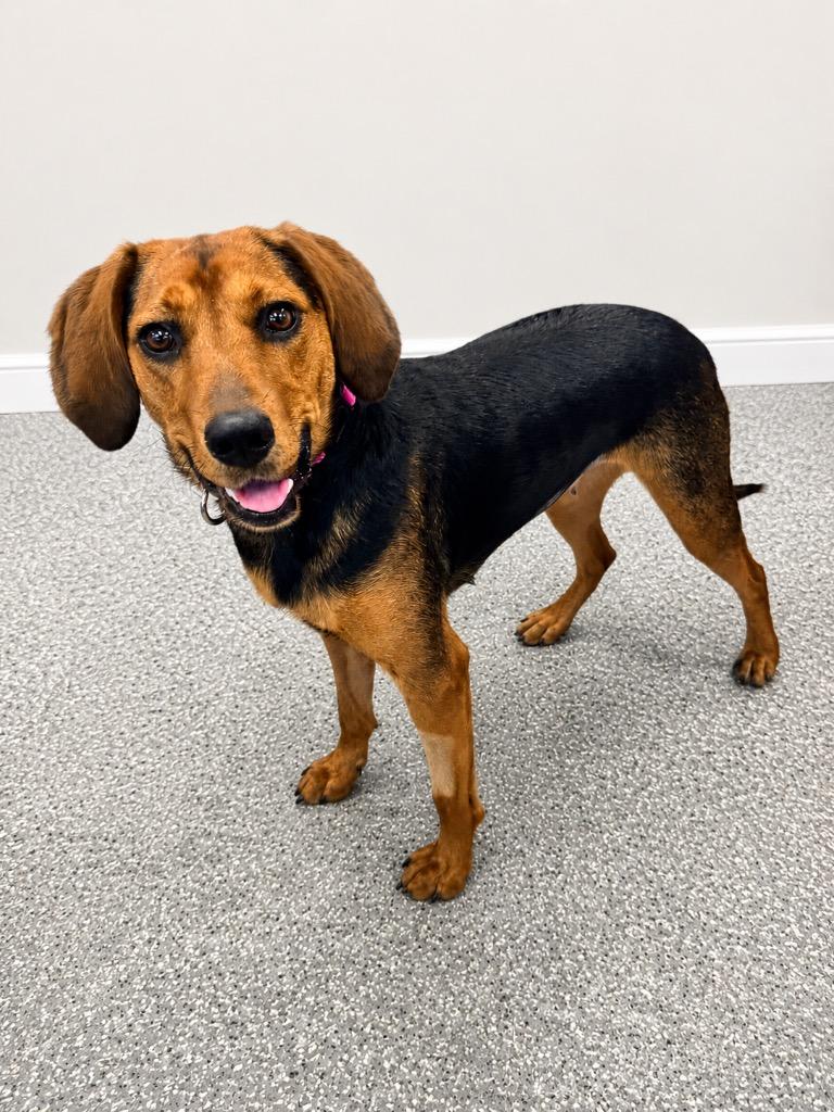 Pineapple, Adopted, Young Female Hound.