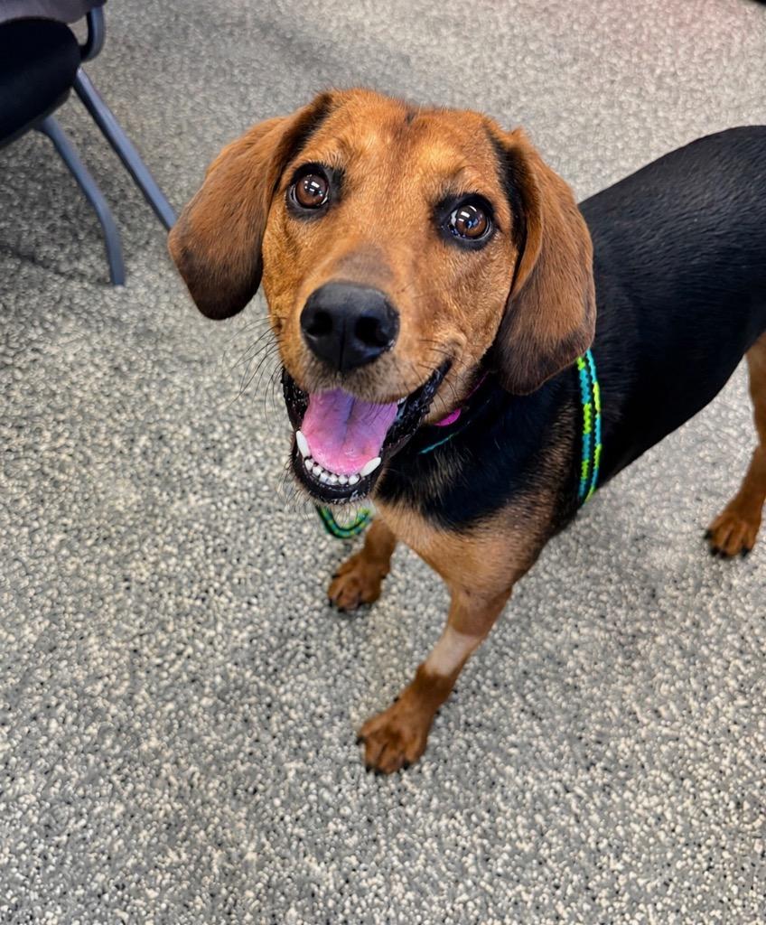 Enlarge Pineapple, a Adopted Hound in Liverpool, NY image 2/4