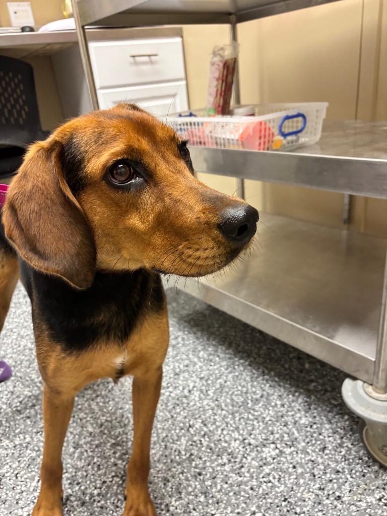 Enlarge Pineapple, a Adopted Hound in Liverpool, NY image 3/4