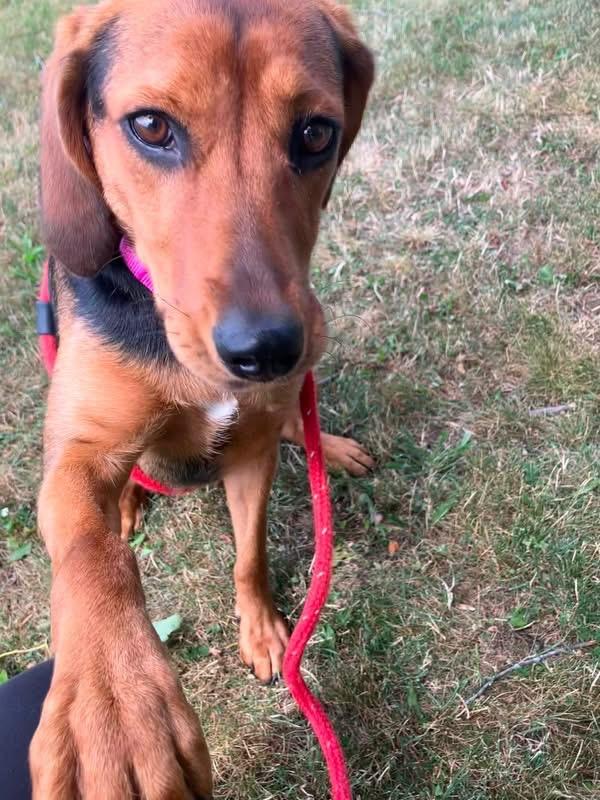 Enlarge Pineapple, a Adopted Hound in Liverpool, NY image 4/4