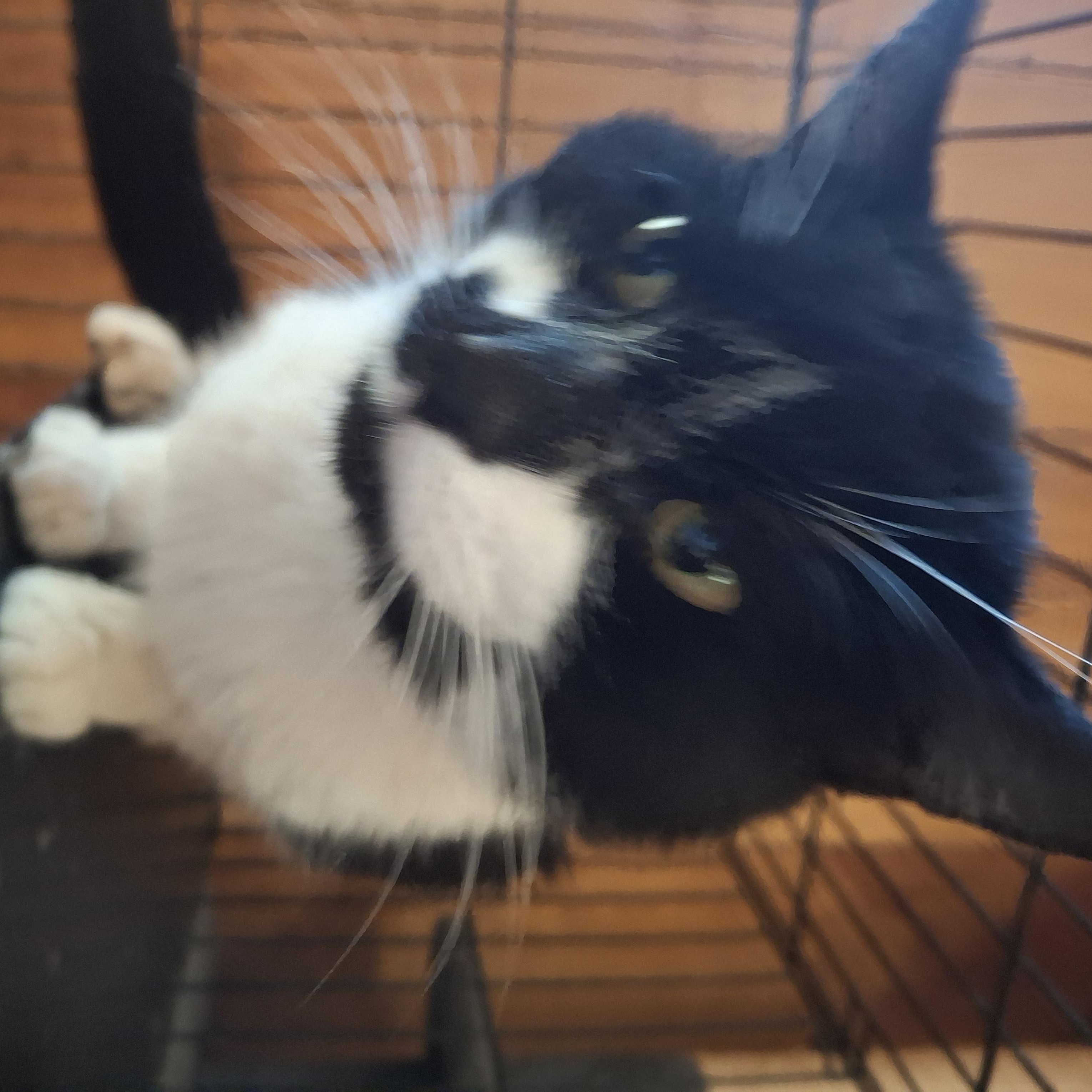 Enlarge Opie, a ADOPTABLE Domestic Short Hair in Lawrenceville, GA image 2/2