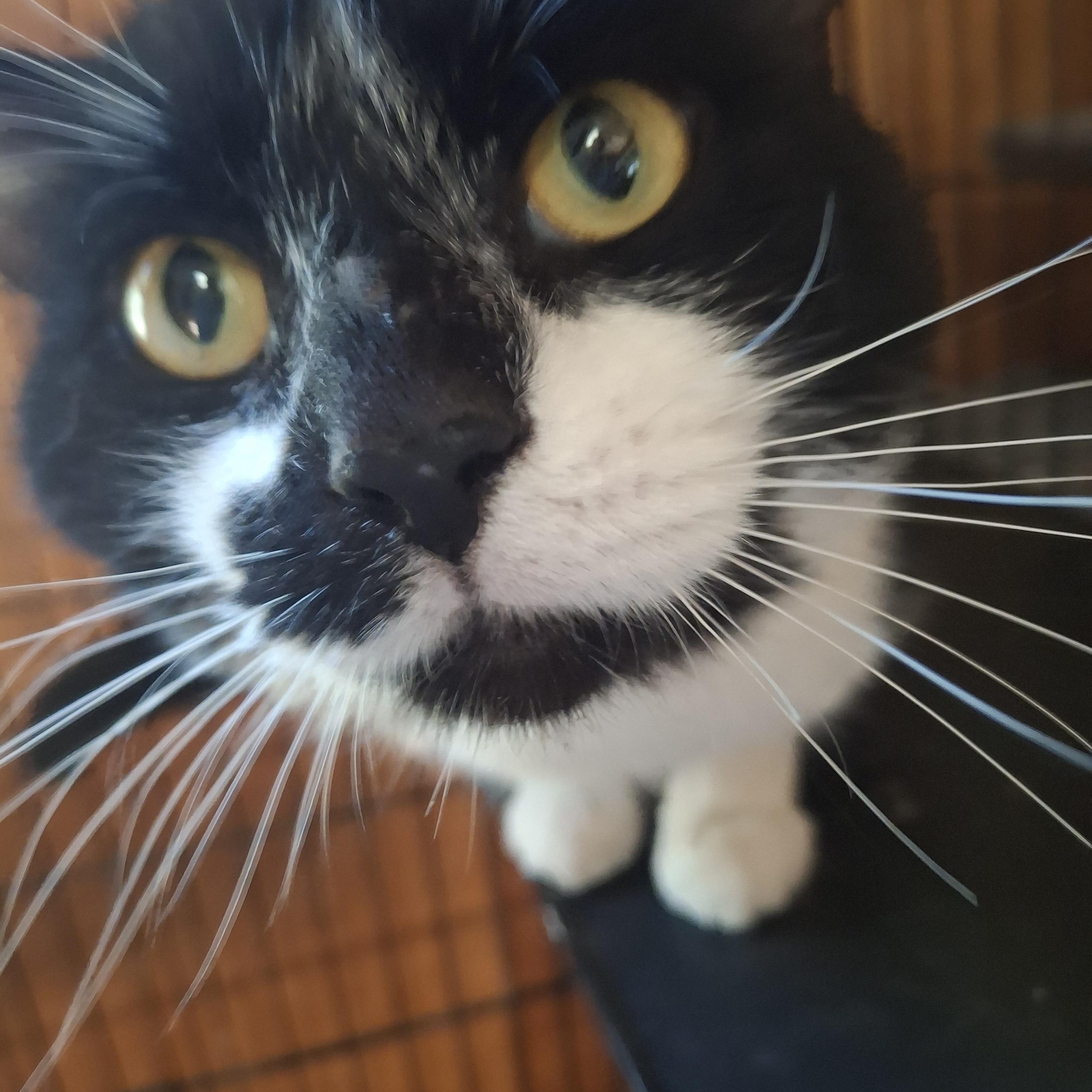 Opie, ADOPTABLE, Adult Male Domestic Short Hair.