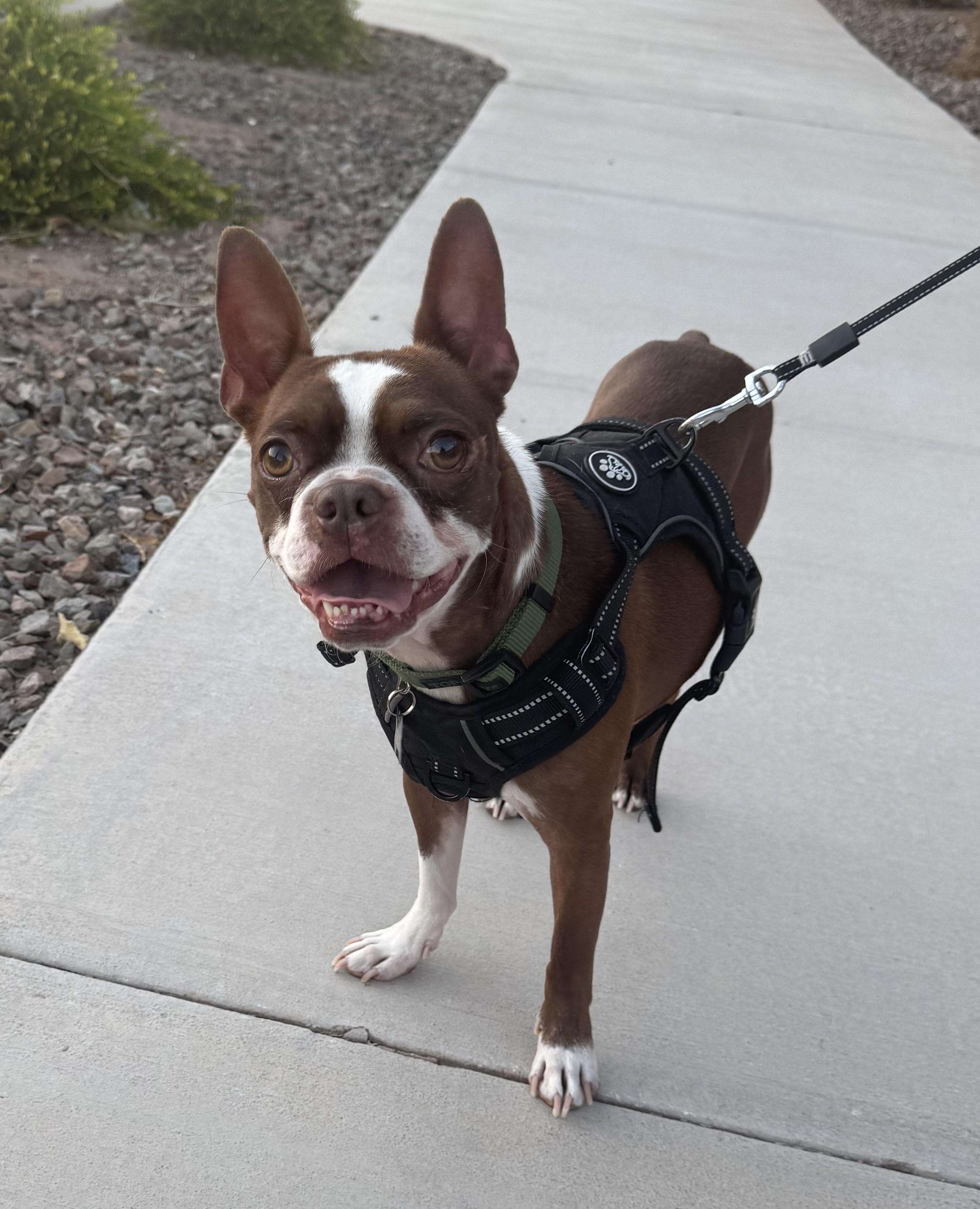 Bucky - Phoenix area, a ADOPTABLE Boston Terrier in Mayer, AZ image 2/4