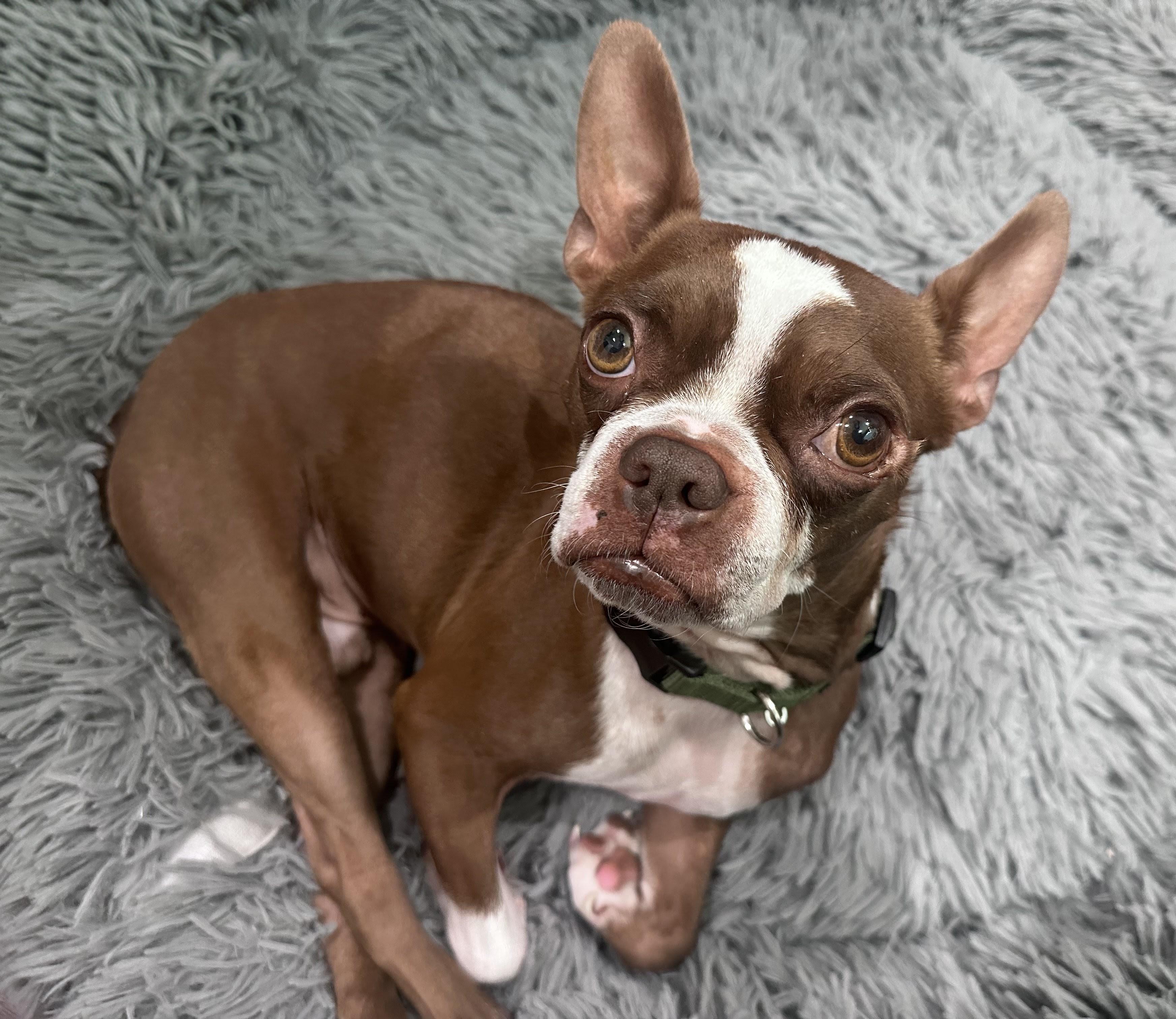 Bucky - Phoenix area, ADOPTABLE, Adult Male Boston Terrier.