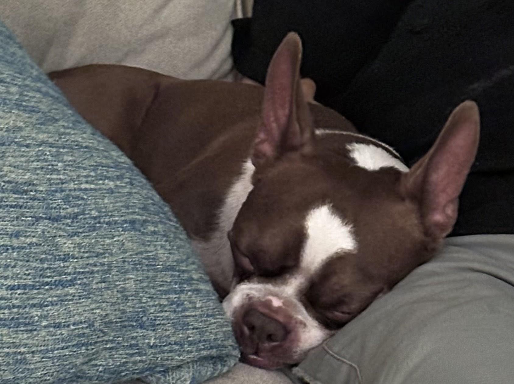Bucky - Phoenix area, a ADOPTABLE Boston Terrier in Mayer, AZ image 3/4