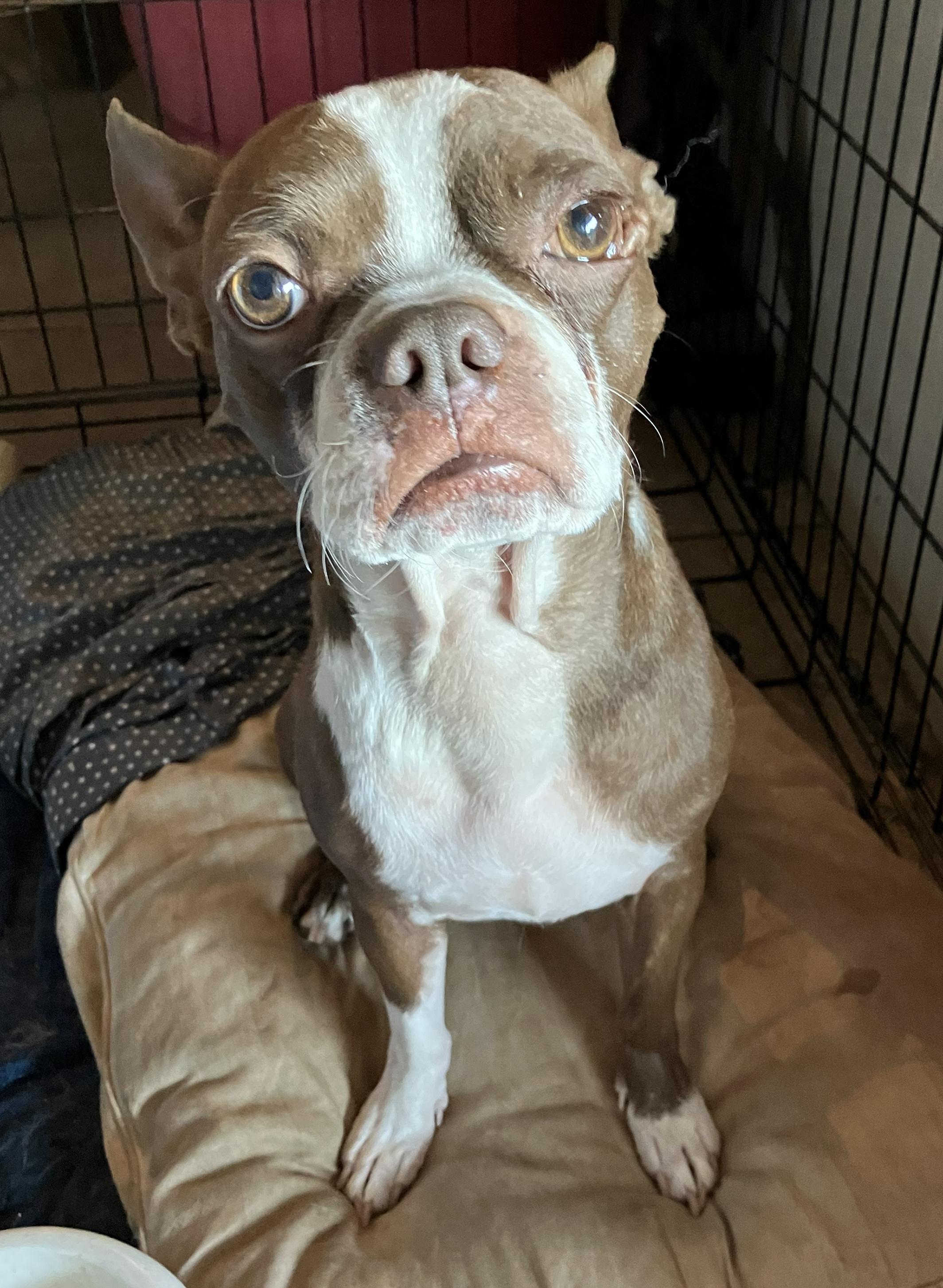 Bucky - Phoenix area, a ADOPTABLE Boston Terrier in Mayer, AZ image 4/4