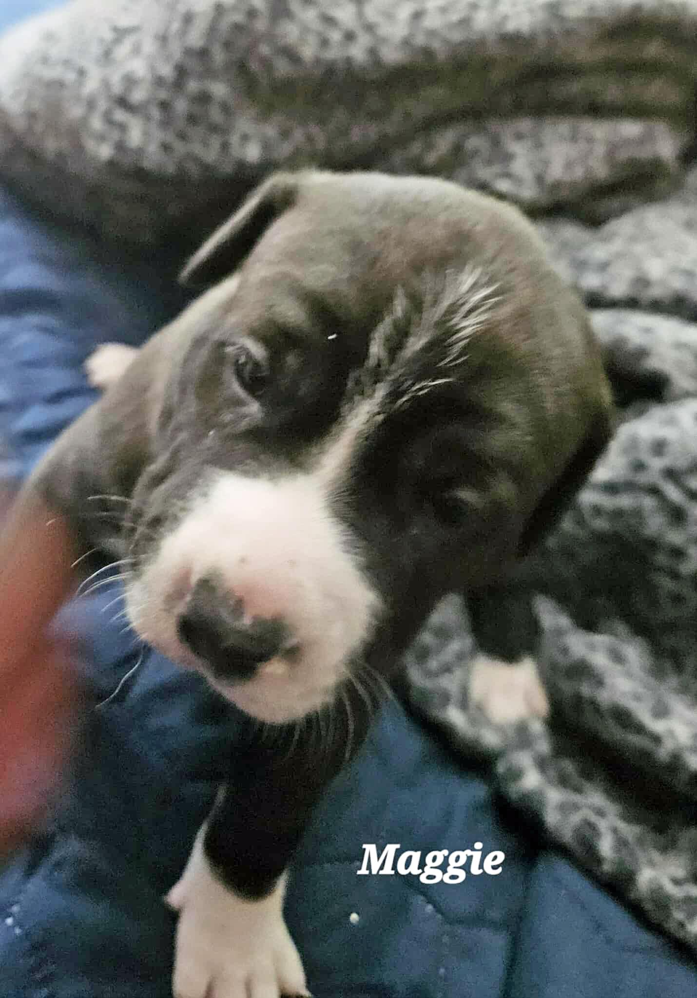 Maggie