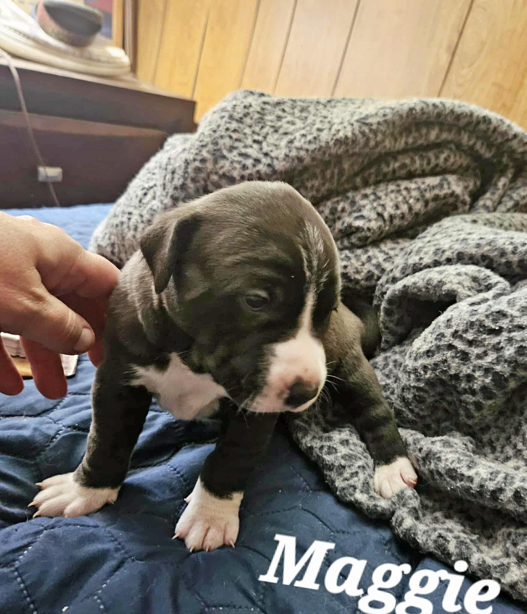 Maggie