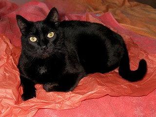 Enlarge ONYX - Gentle and Friendly -Adult female, a Adoptable mixed breed in Hillsboro, OR image 1/3