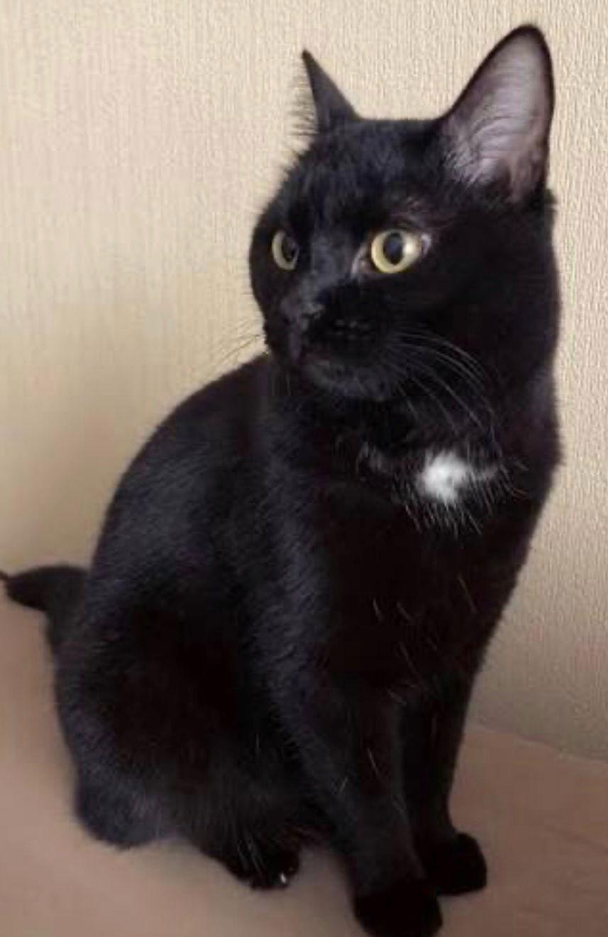 Enlarge ONYX - Gentle and Friendly -Adult female, a Adoptable mixed breed in Hillsboro, OR image 2/3
