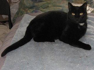 Enlarge ONYX - Gentle and Friendly -Adult female, a Adoptable mixed breed in Hillsboro, OR image 3/3