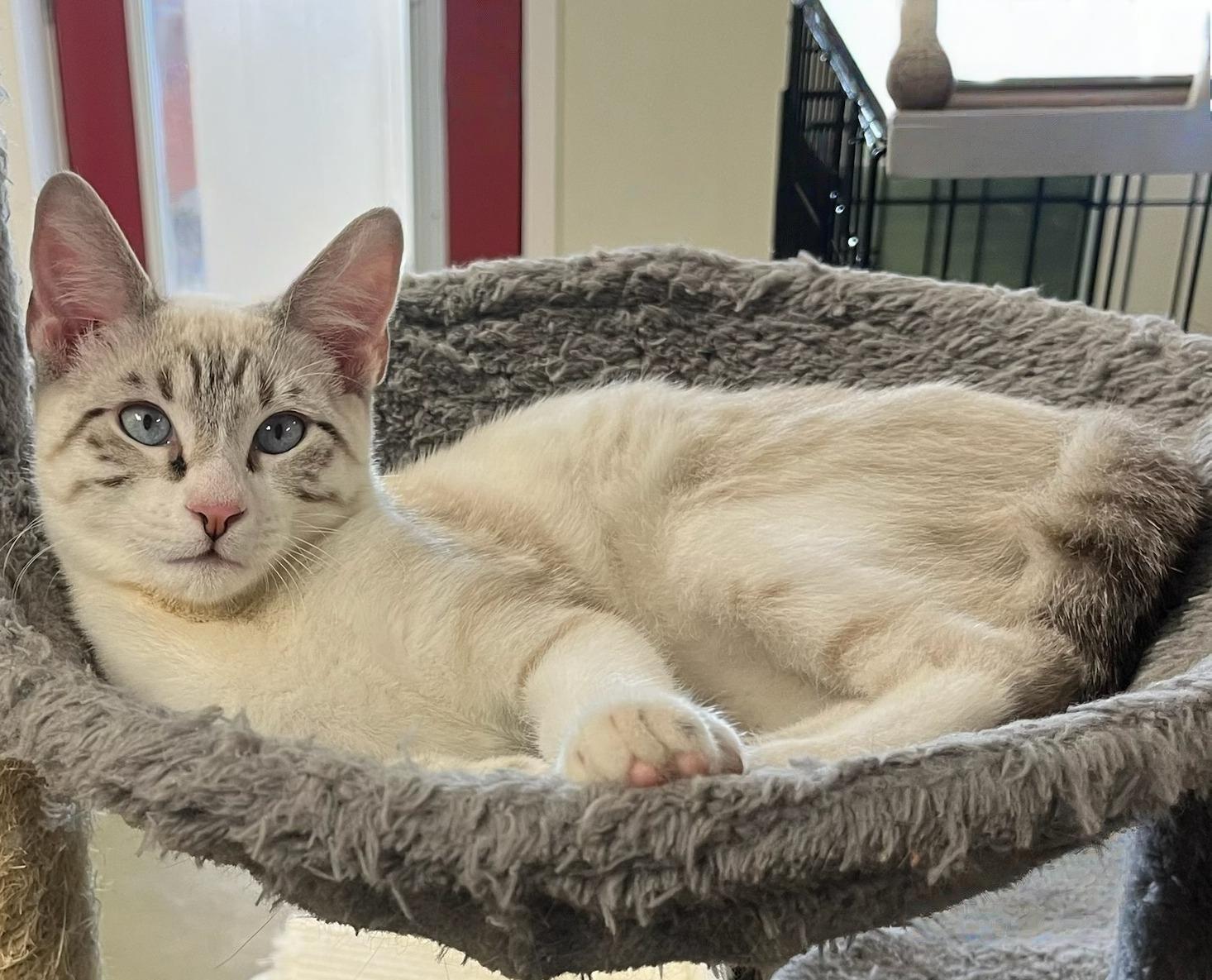 Haze — A  Family Friendly Snow Bengal/Siamese!