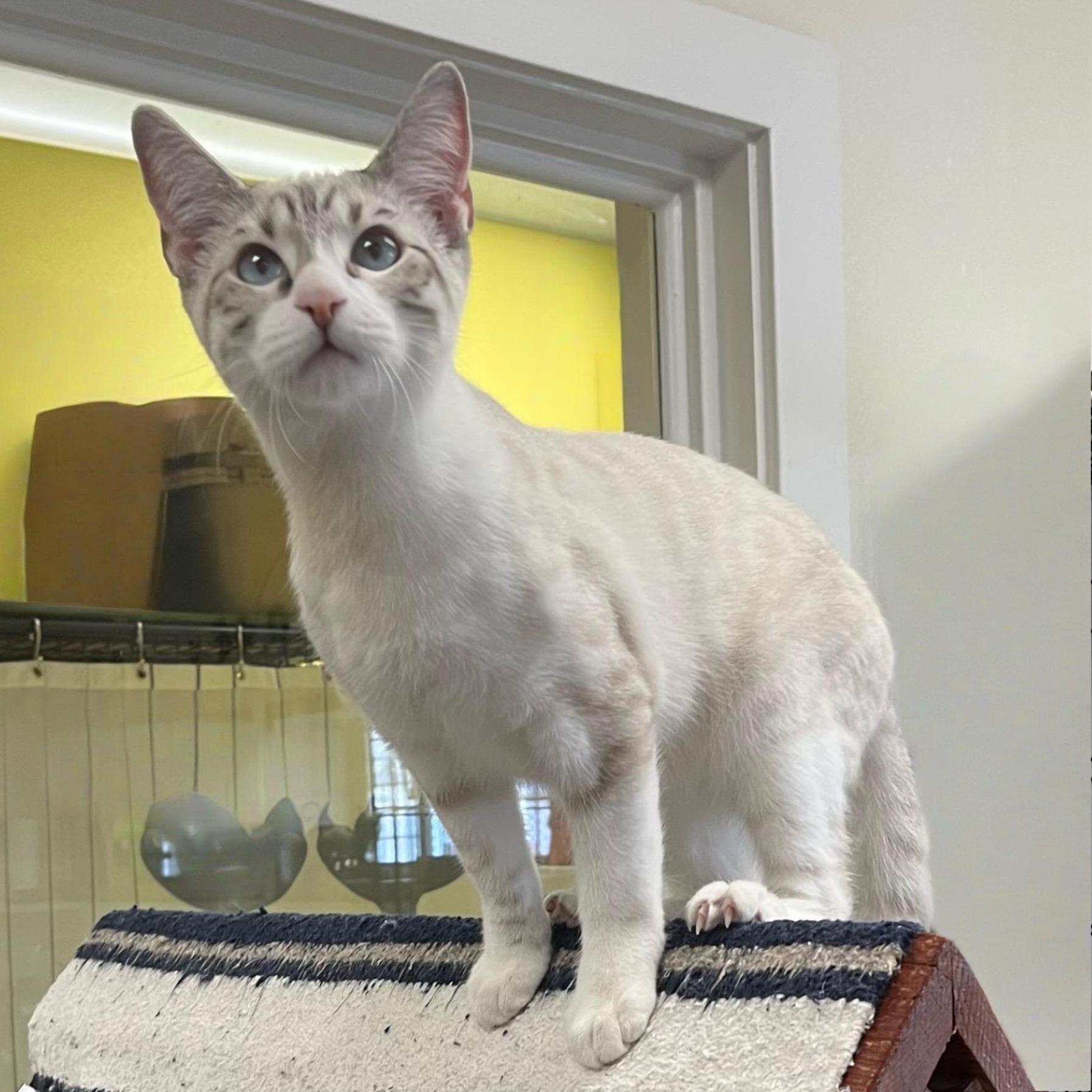 Haze — A  Family Friendly Snow Bengal/Siamese!