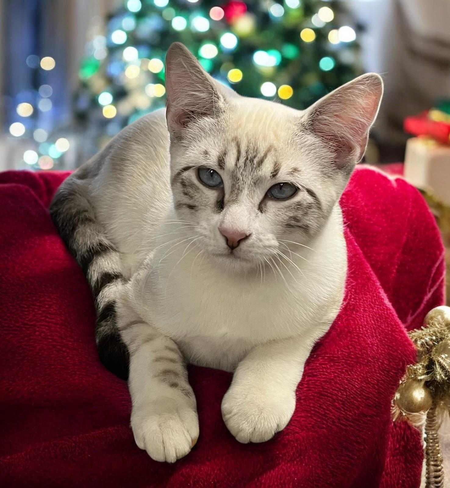 Haze — A  Family Friendly Snow Bengal/Siamese!